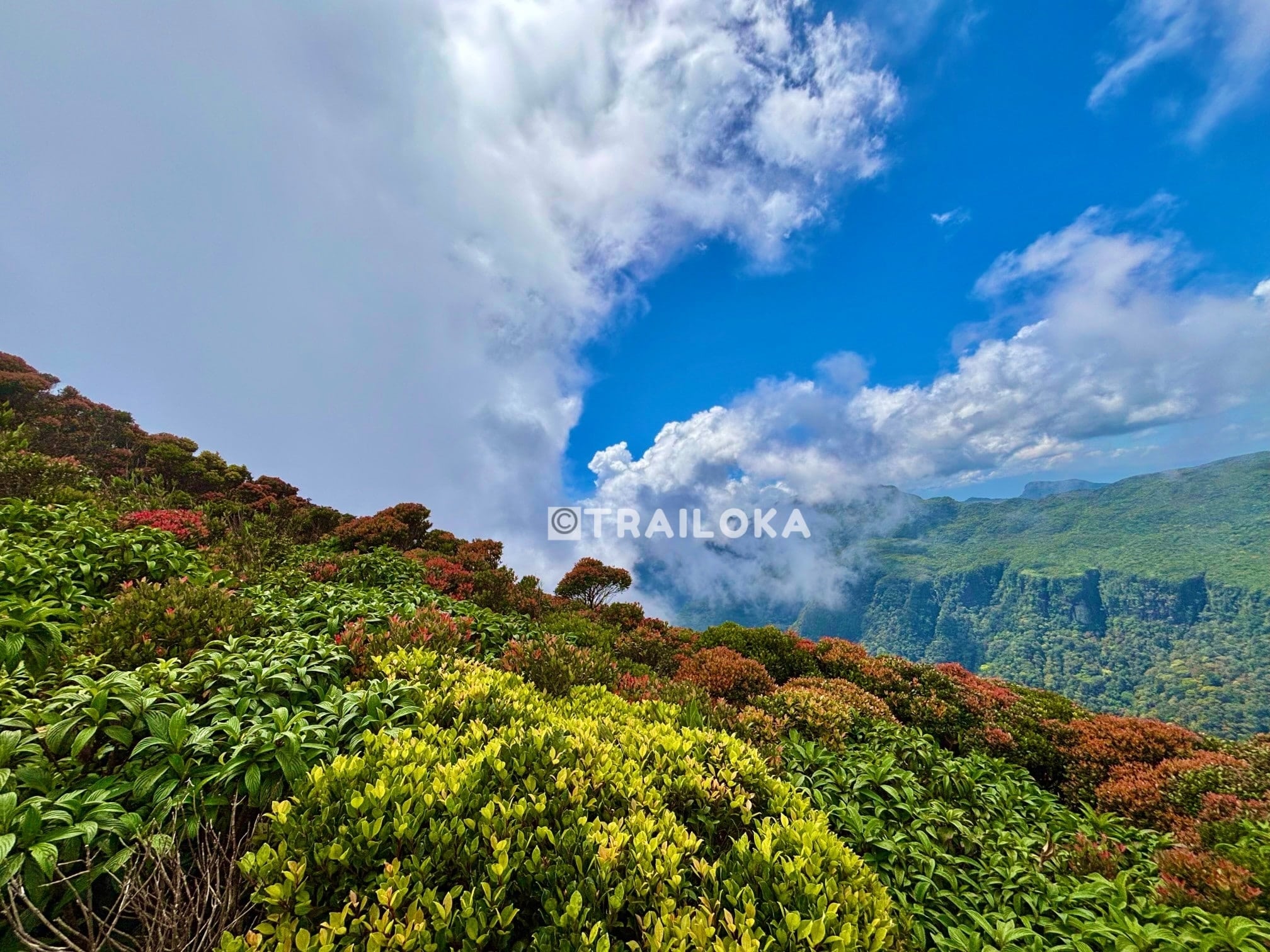 Thunhisgala Knuckles